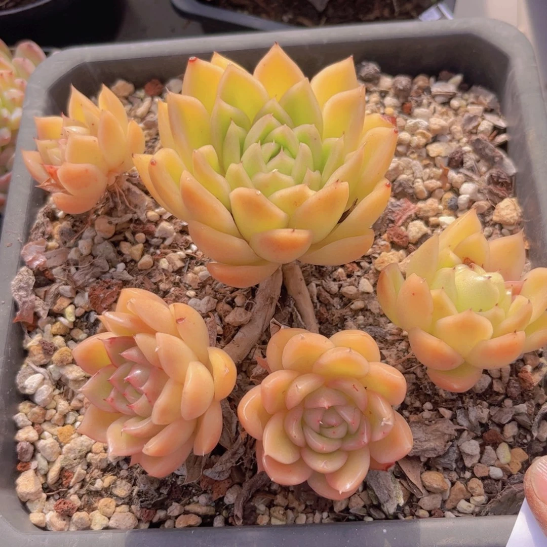 冰河世纪2941多肉植物