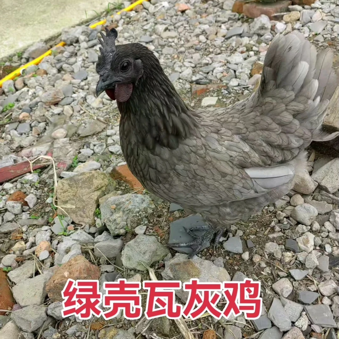 宠物级纯种瓦灰鸡绿壳蛋鸡好养产蛋多散养土鸡