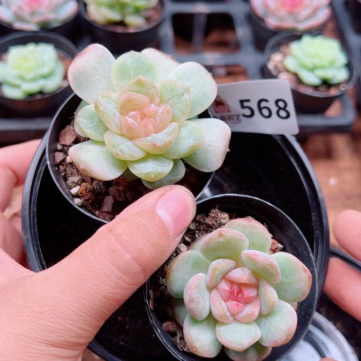 多肉植物多肉植物