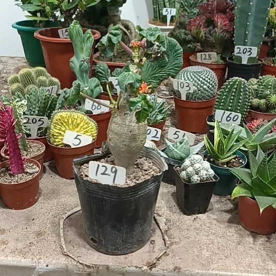 当前无花朵，栽培后可花朵佛肚海棠   29元