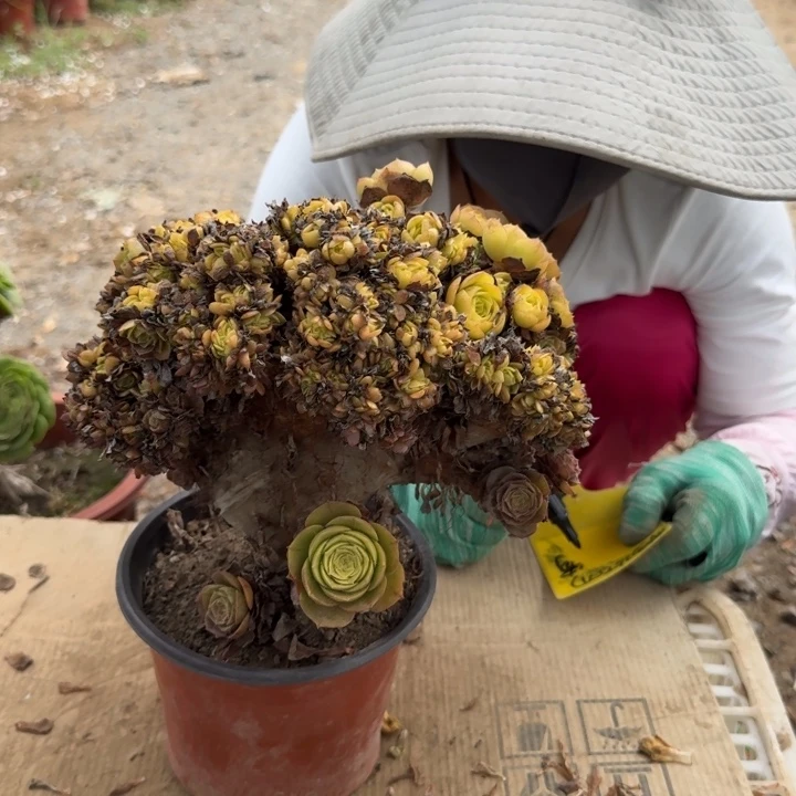 用****5177万缀化朵朵伤老桩伤