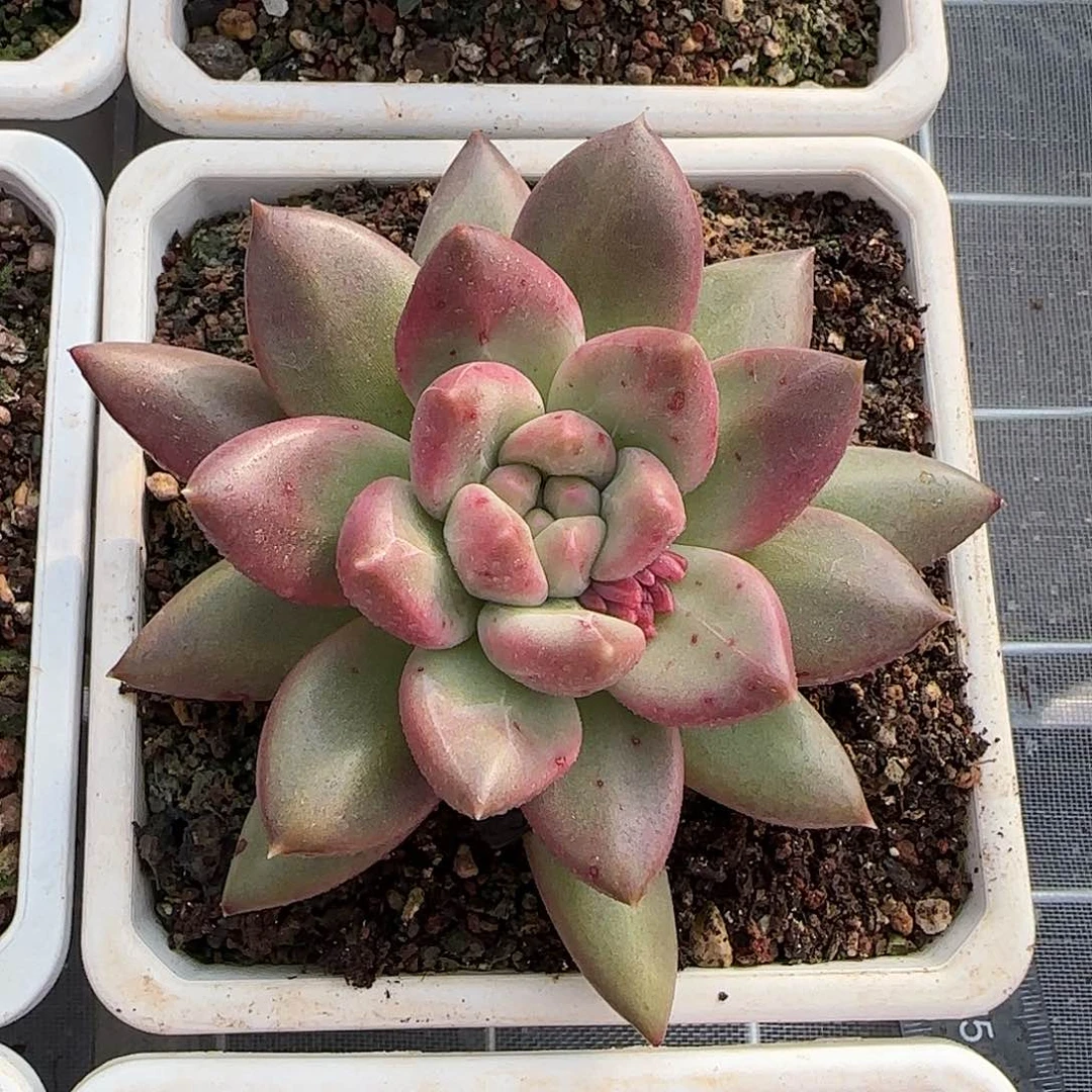 多***多从前慢花园精选0122-3