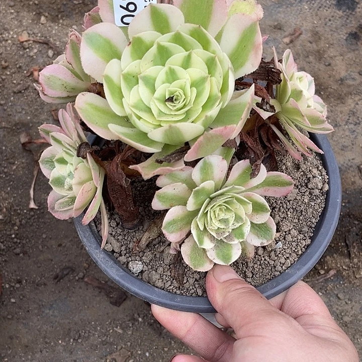 390倾城多肉植物法师