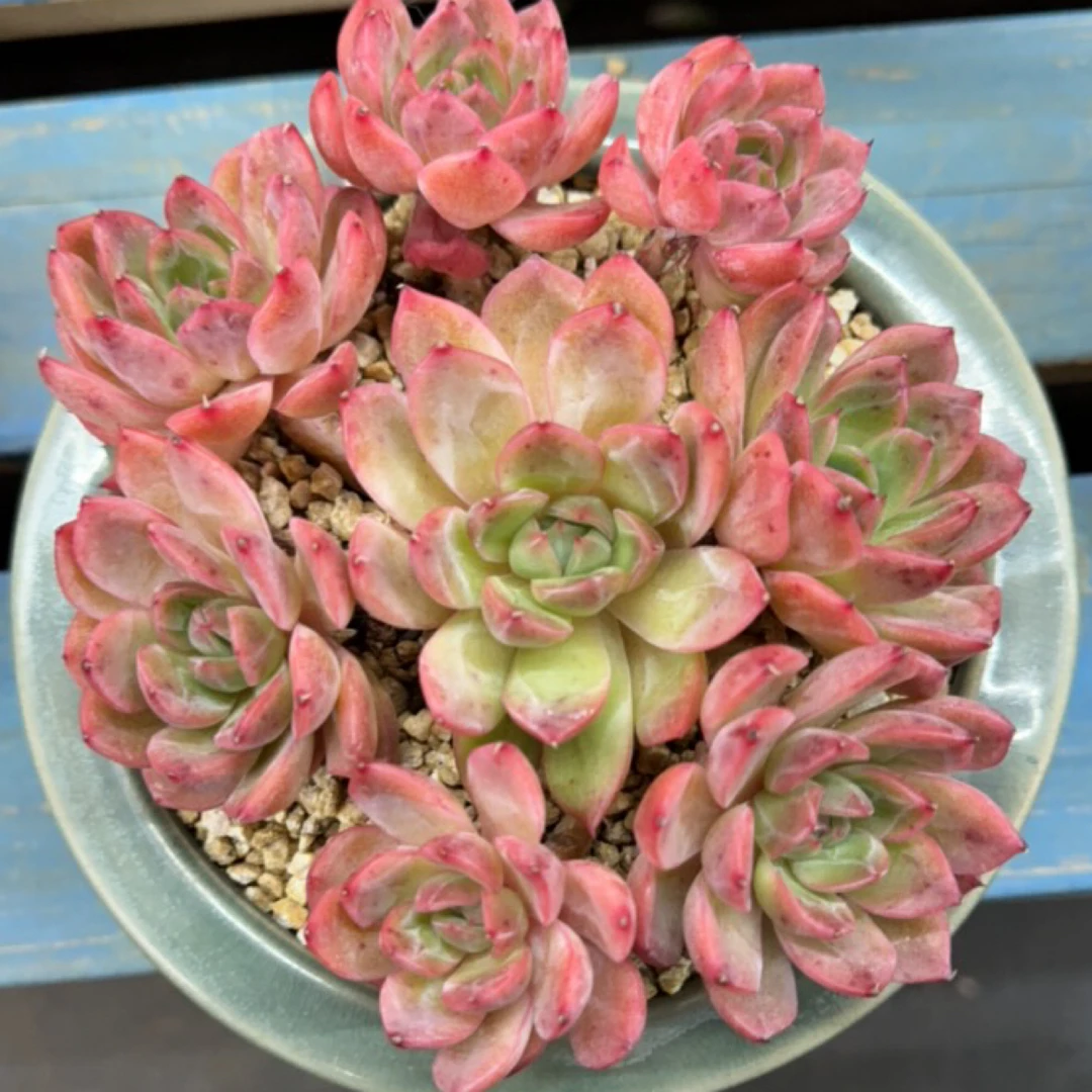 绿龙手捧老桩多肉