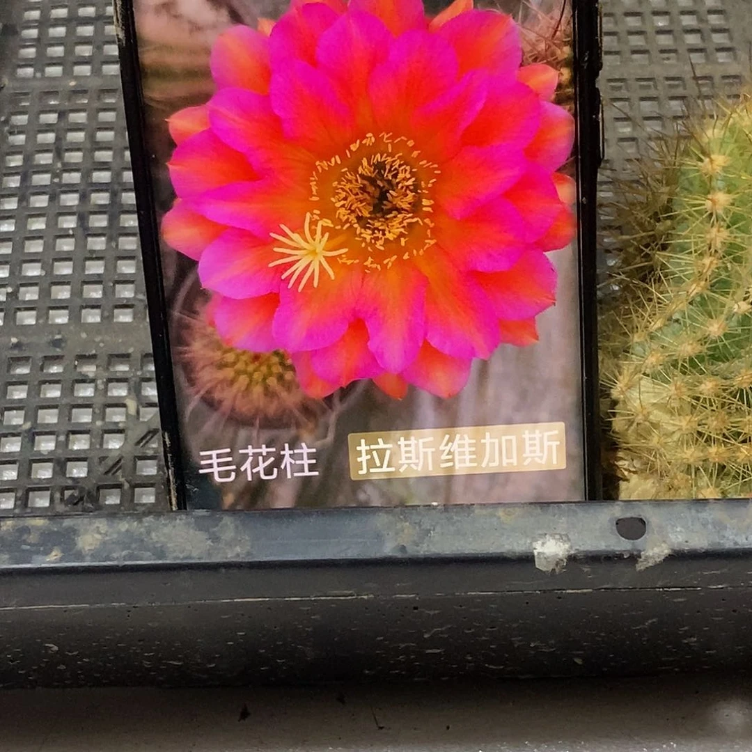 毛 拉斯维加水侧芽 歪 20包邮5公分