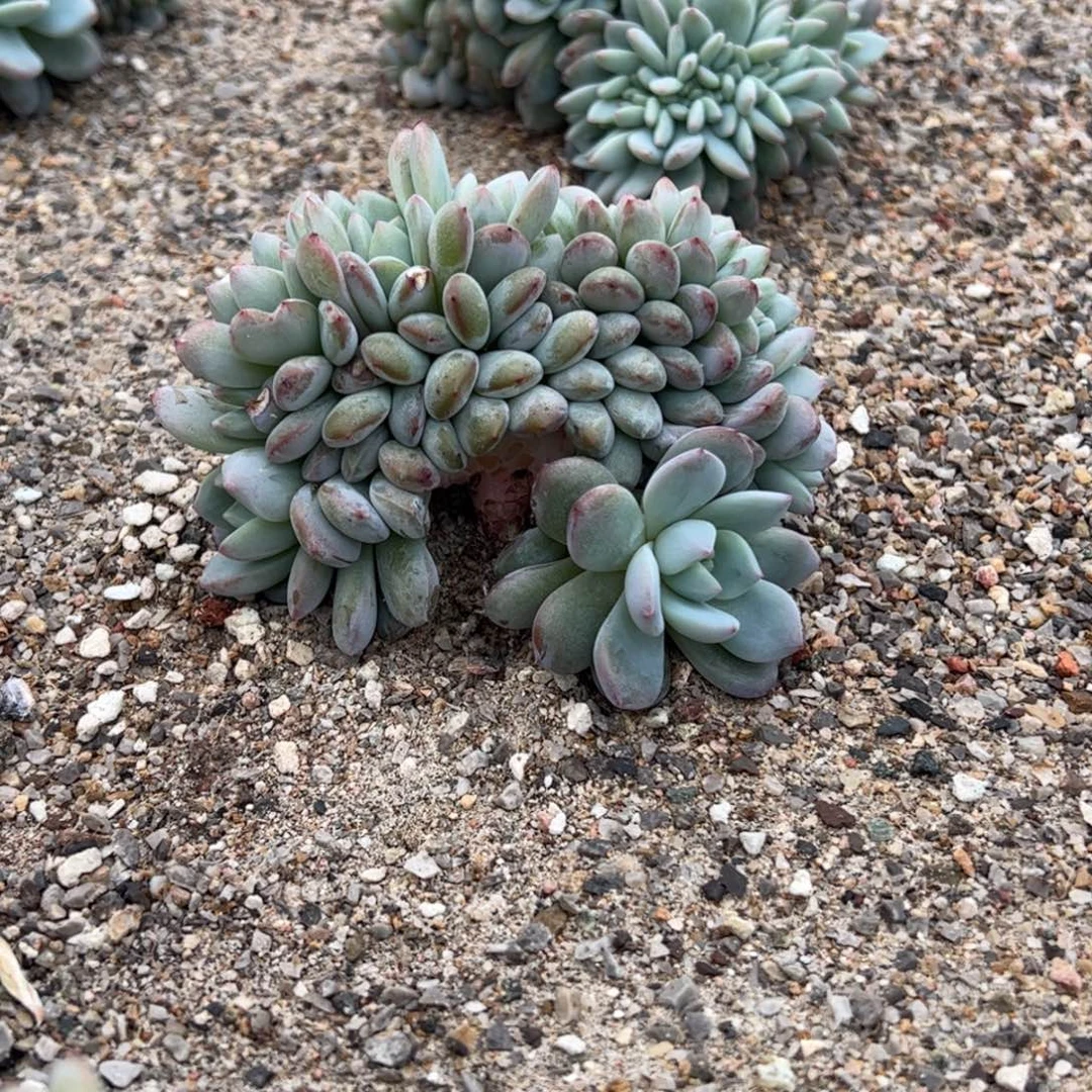 B1-1drdrdrdr多肉多肉