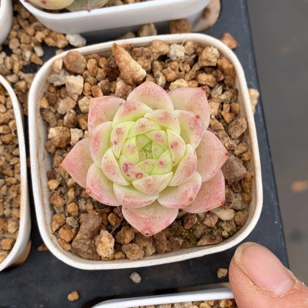 精品多肉一物一板不包整408