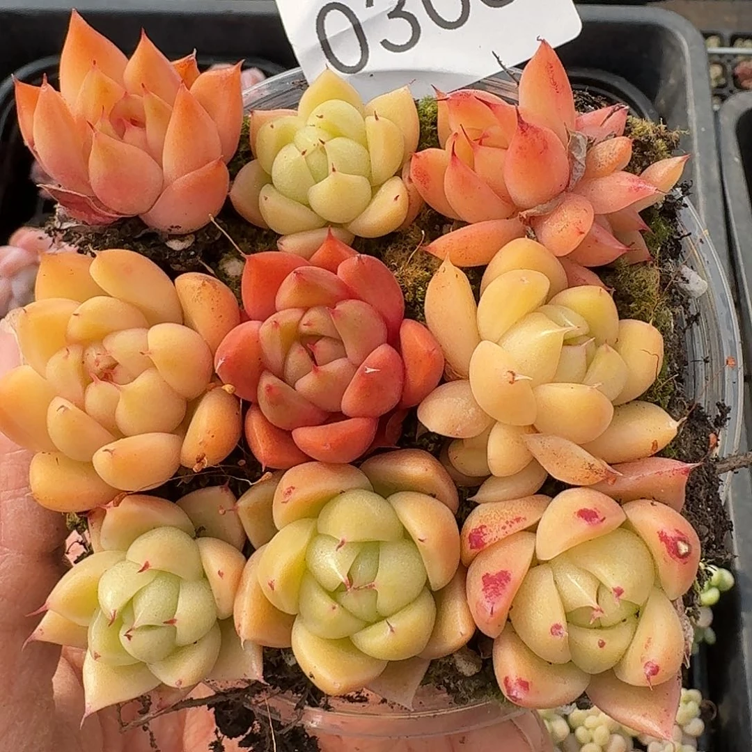 杂交新品珍妮多肉305