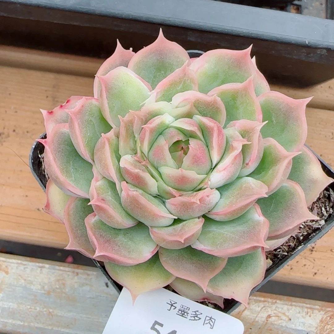 水晶虾饺，5413多肉植物
