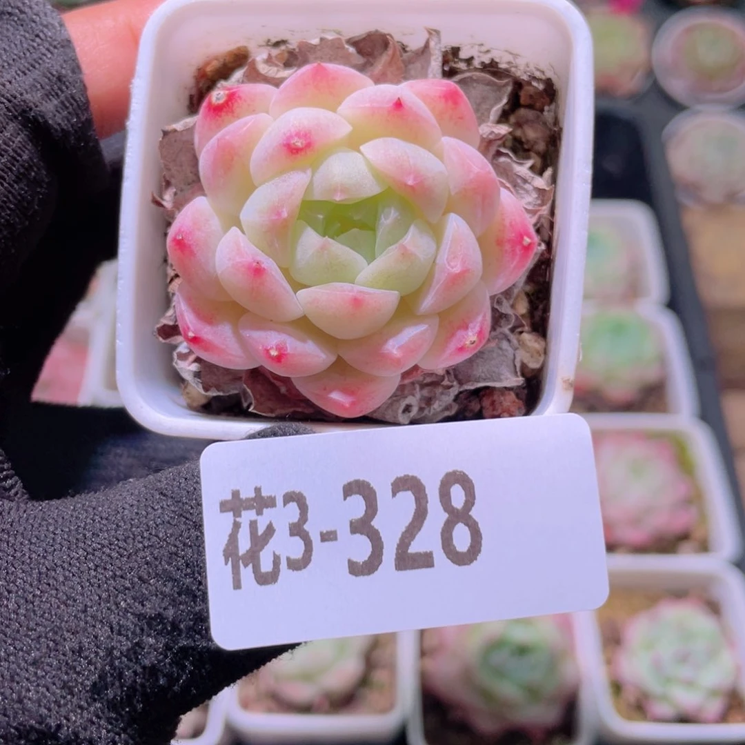 花利美3-328明月心
