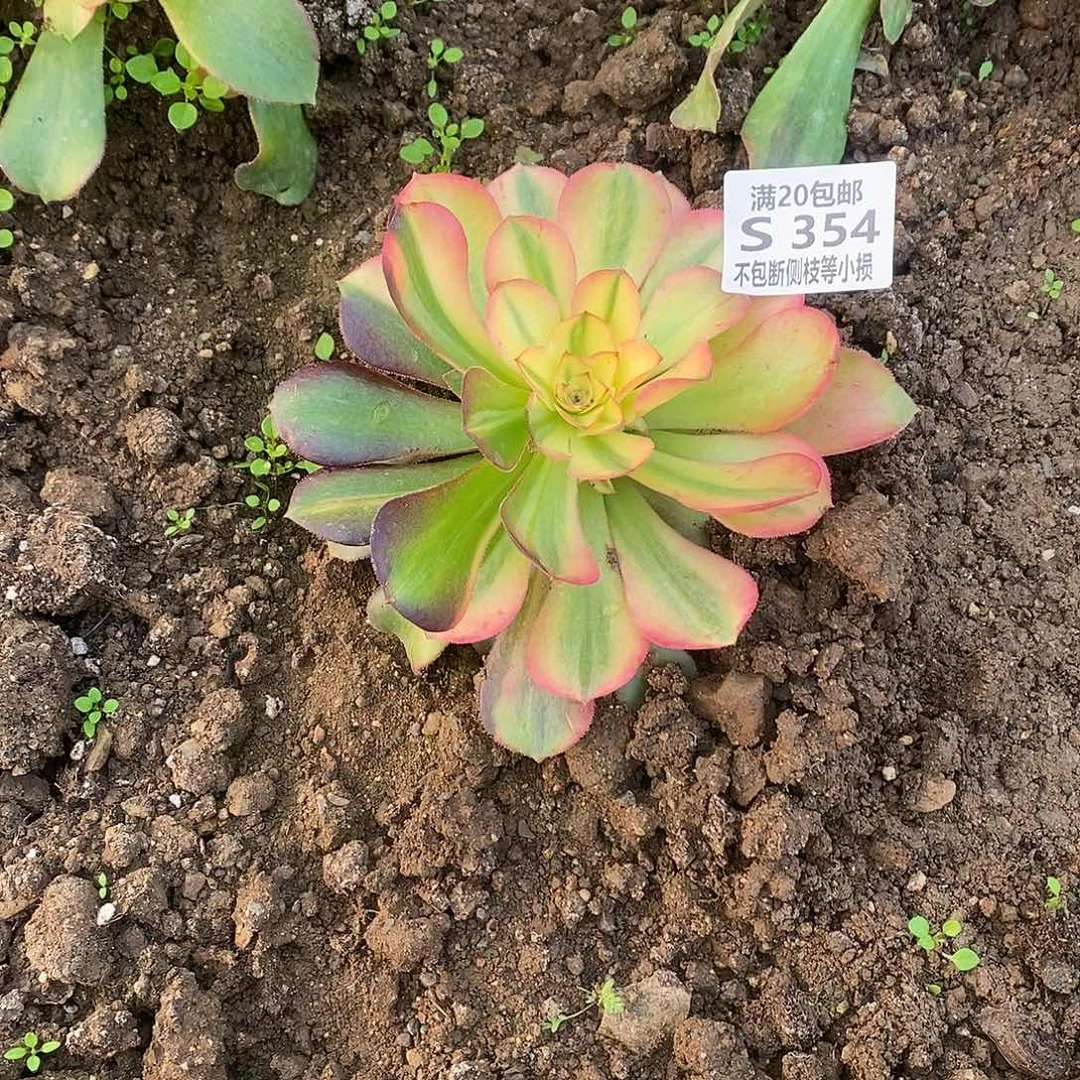 354韶羞七彩多肉法师锦