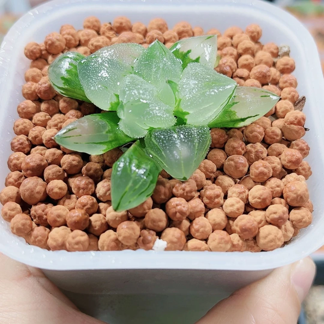 【闪购商品】浩*实生冰城