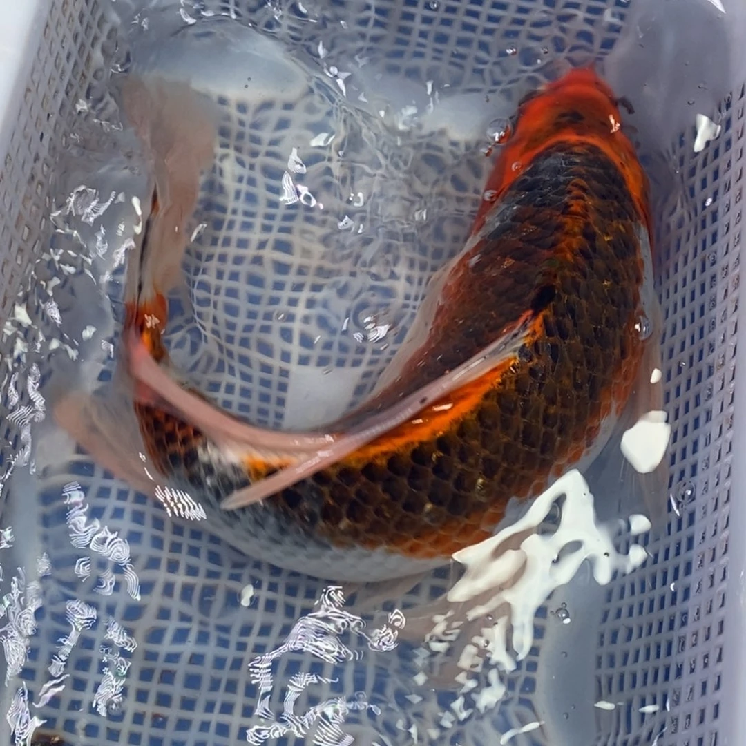 锦鲤冷水锦鲤包邮