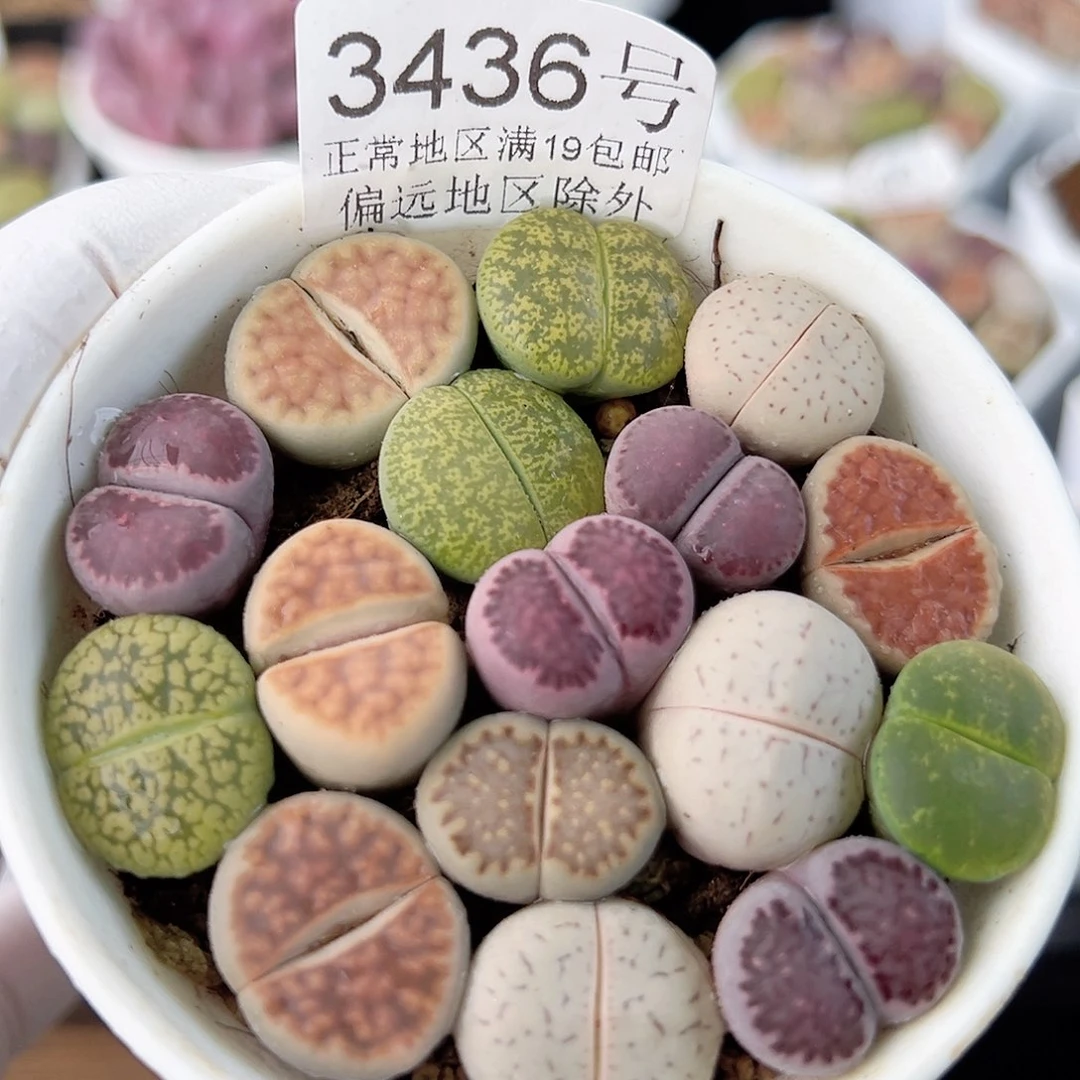3436 好养易活生石花大母本
