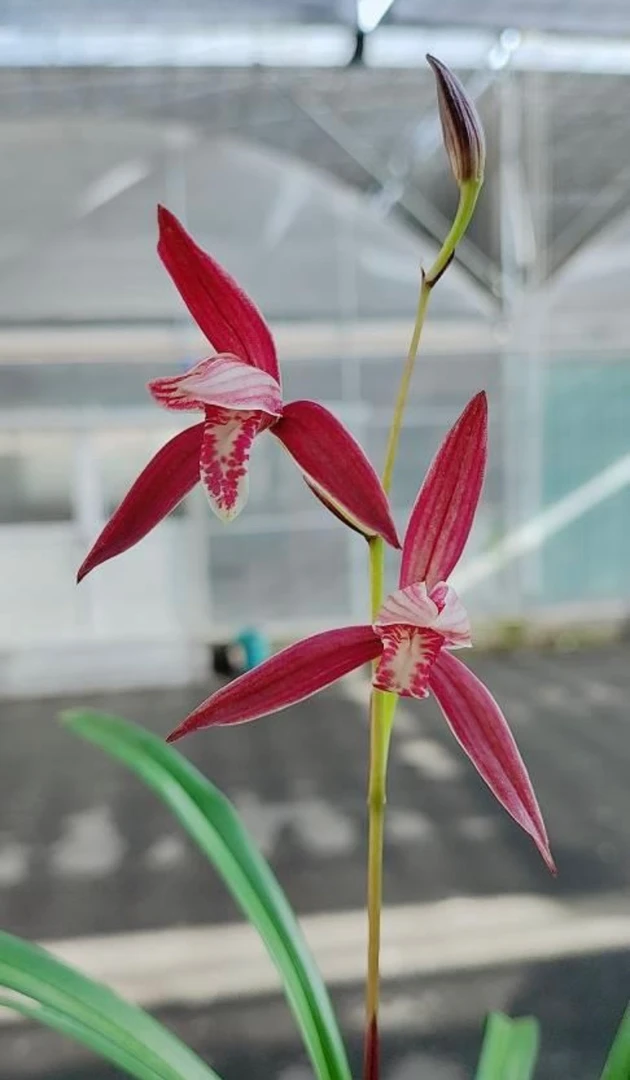 浓香兰花苗【 紫云】建兰色花卧室书房茶几易养活绿植盆栽花卉