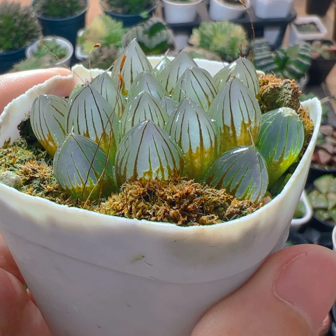 粉爪爪玉露多肉一颗