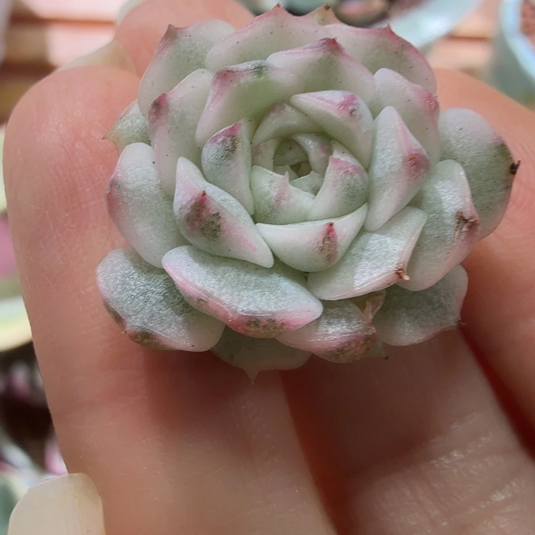 糯米团子锦，多肉植物