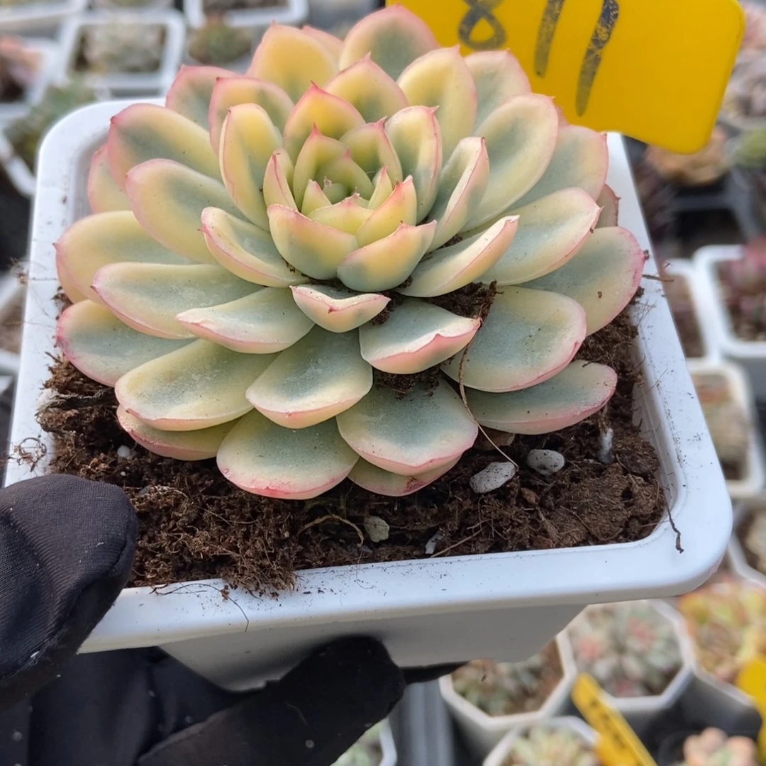 871草莓冰锦多肉植物
