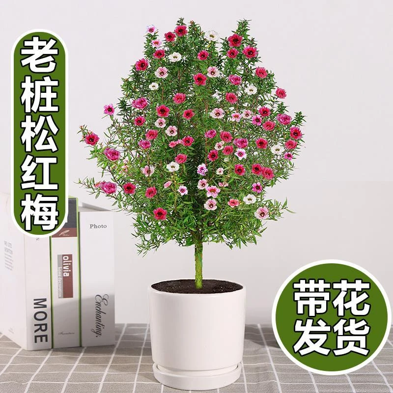 松红梅带花苞三色梅澳洲雪花梅室内客厅耐寒盆栽一树多色植物花卉
