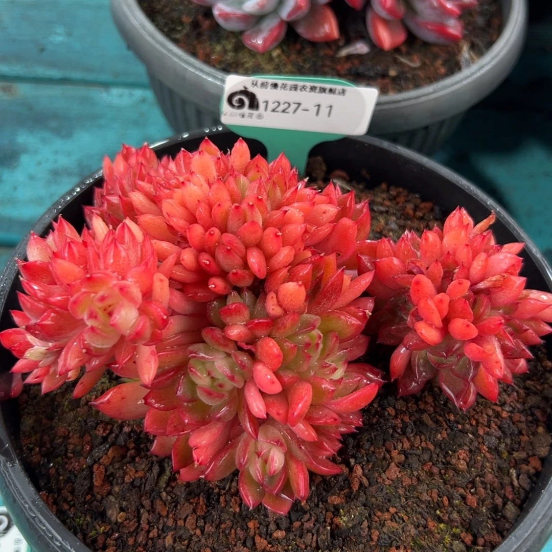 从前慢花园多肉编号1227-11