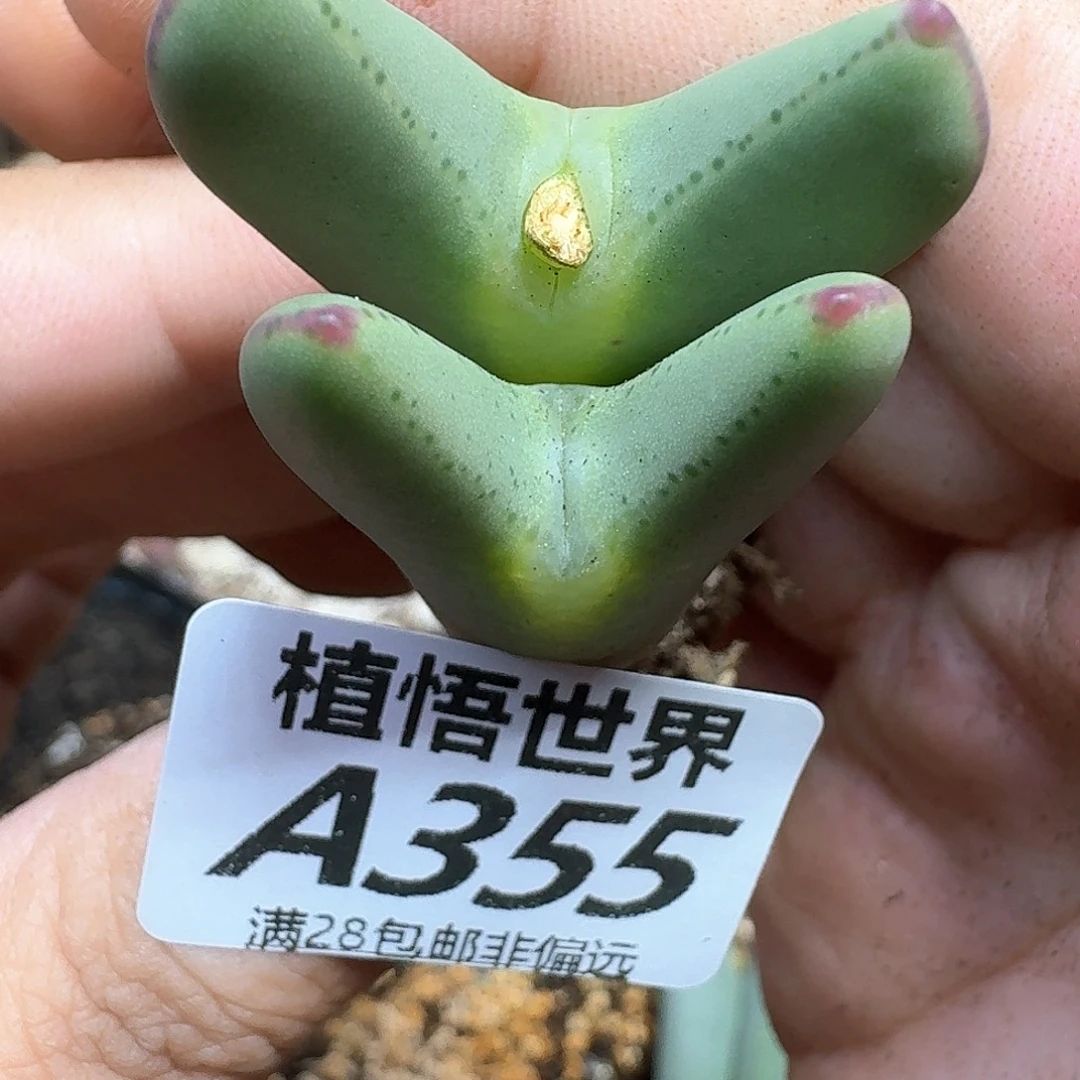 多肉植物的润泽fgb