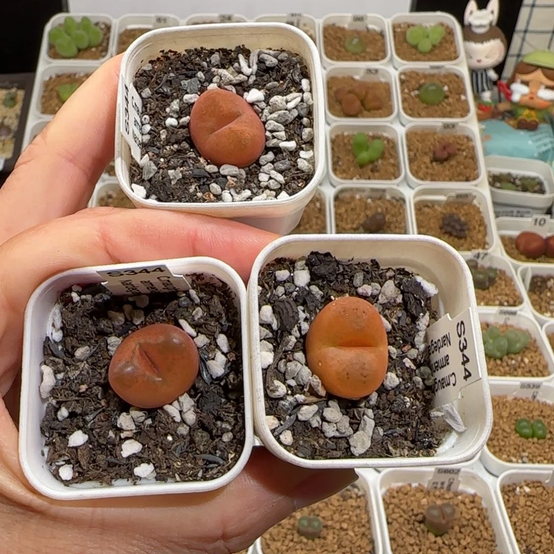 宝***若肉锥多肉植物组合-水蜜桃有疤1582