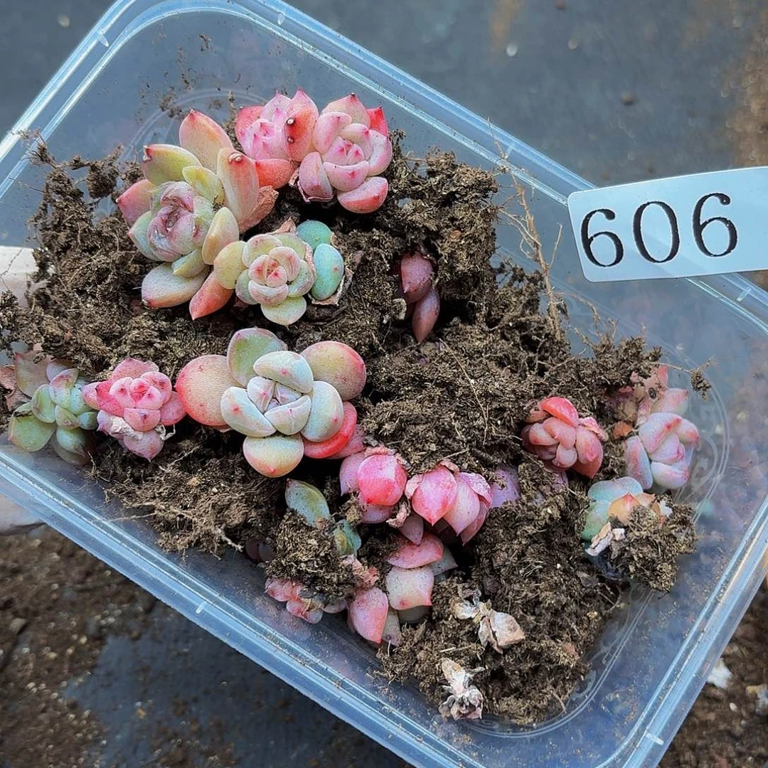 多肉植物多肉植物606