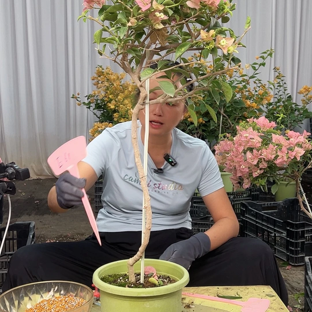 圆***圈当前无花栽培后可以开花E61卡亚塔