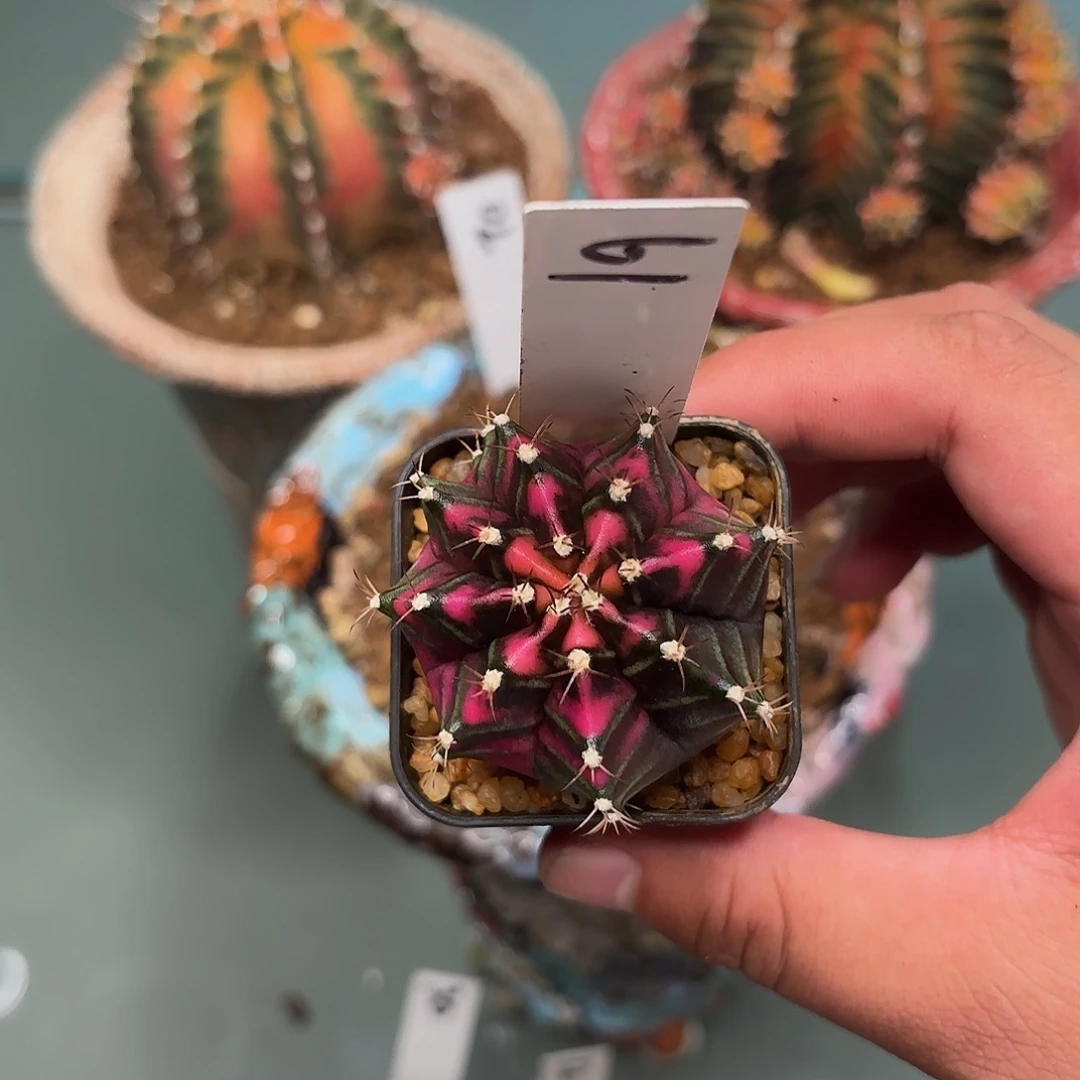 61-0609泰国发货多肉