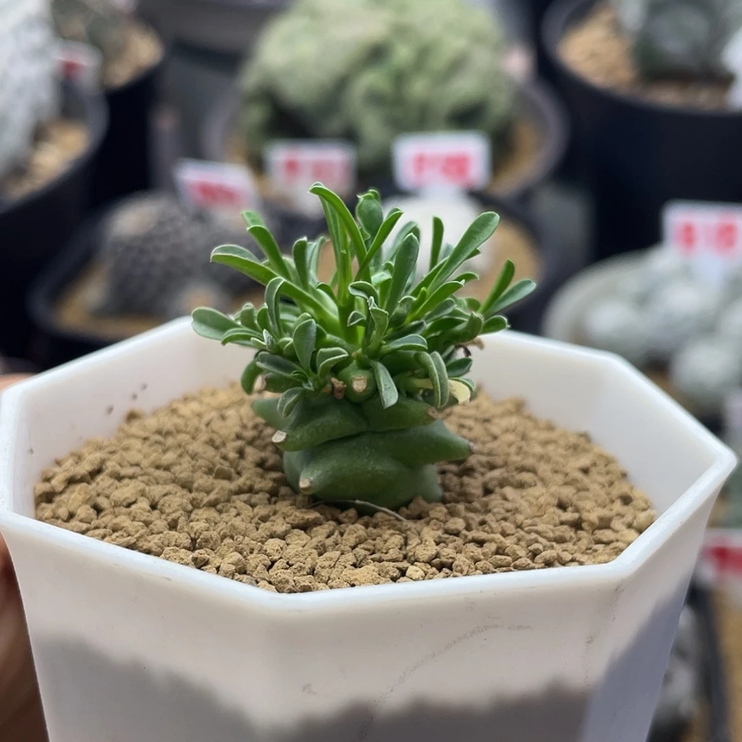 实生狂刺斗牛角大戟仙人球