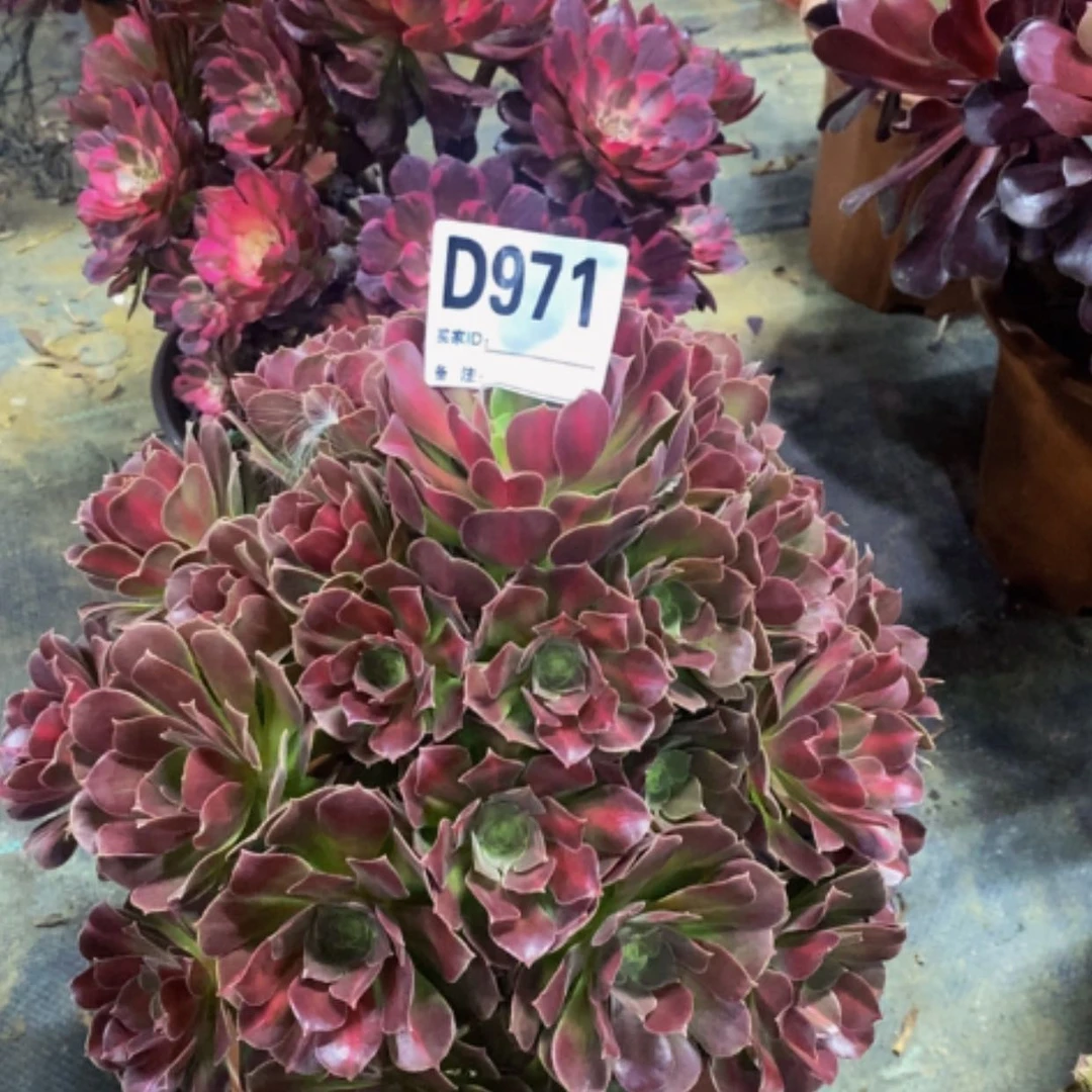 【闪购商品】中班971