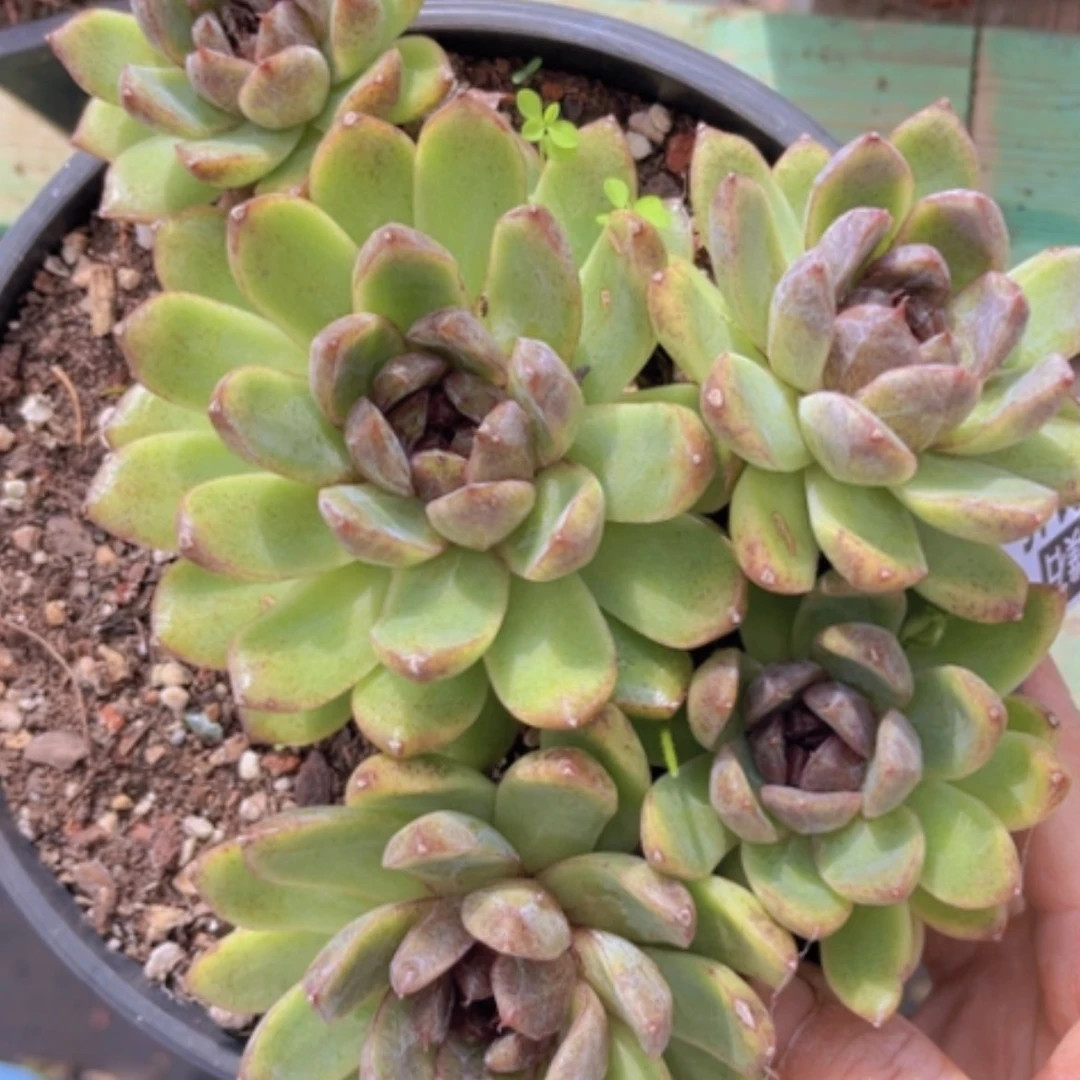 【闪购商品】黑水晶杂30146