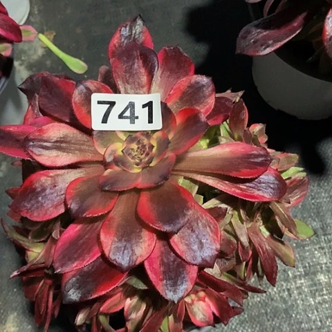 烟花741脱土发货