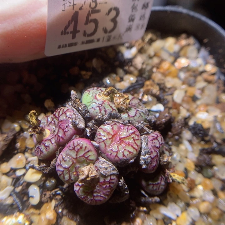 精品生石花28.453