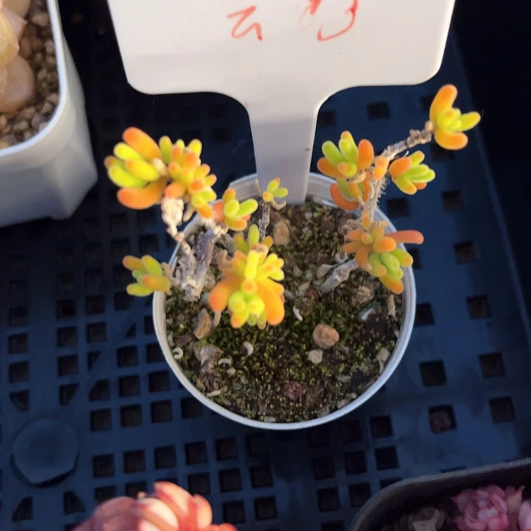 云***脱土发货的时候也