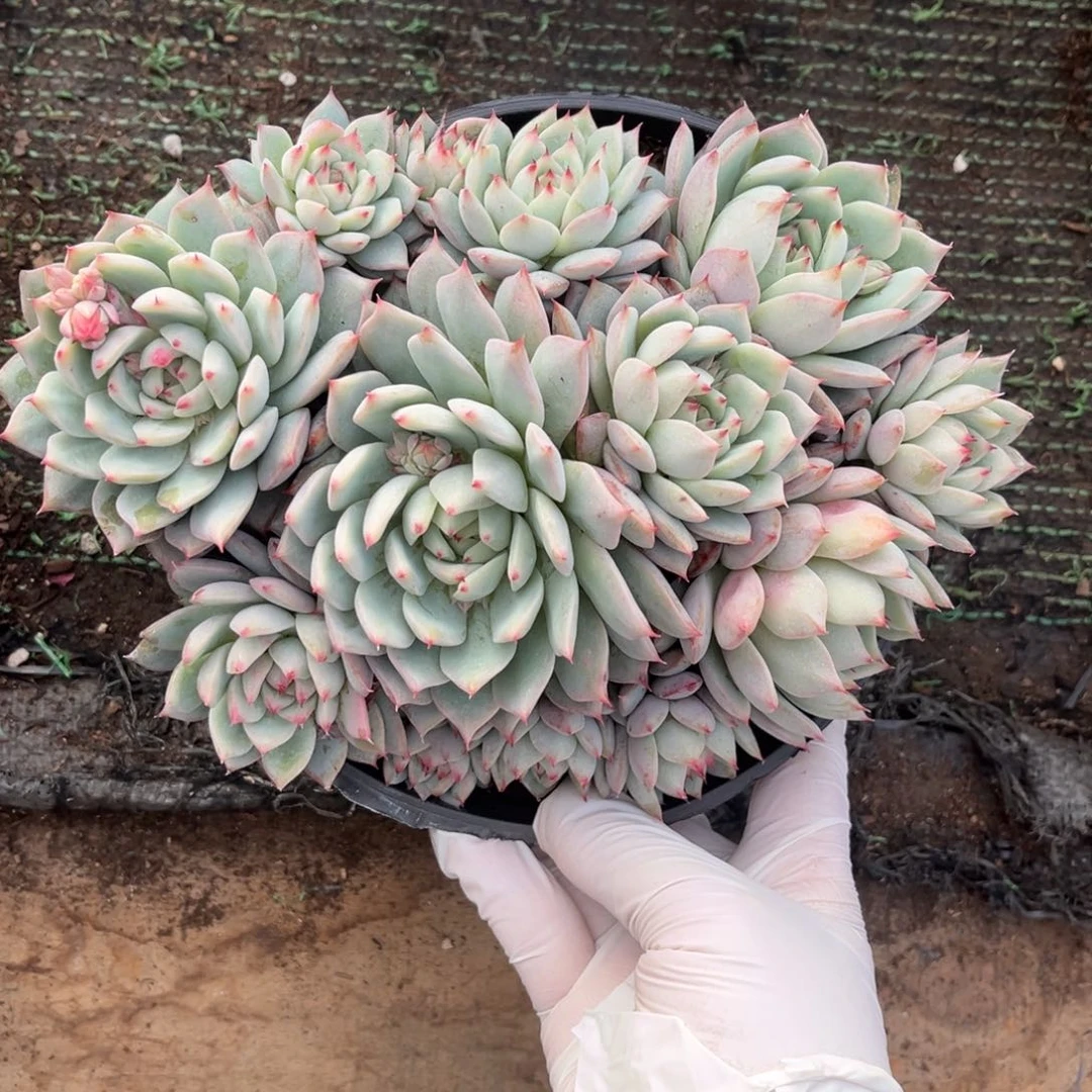 679tp群多肉植物……