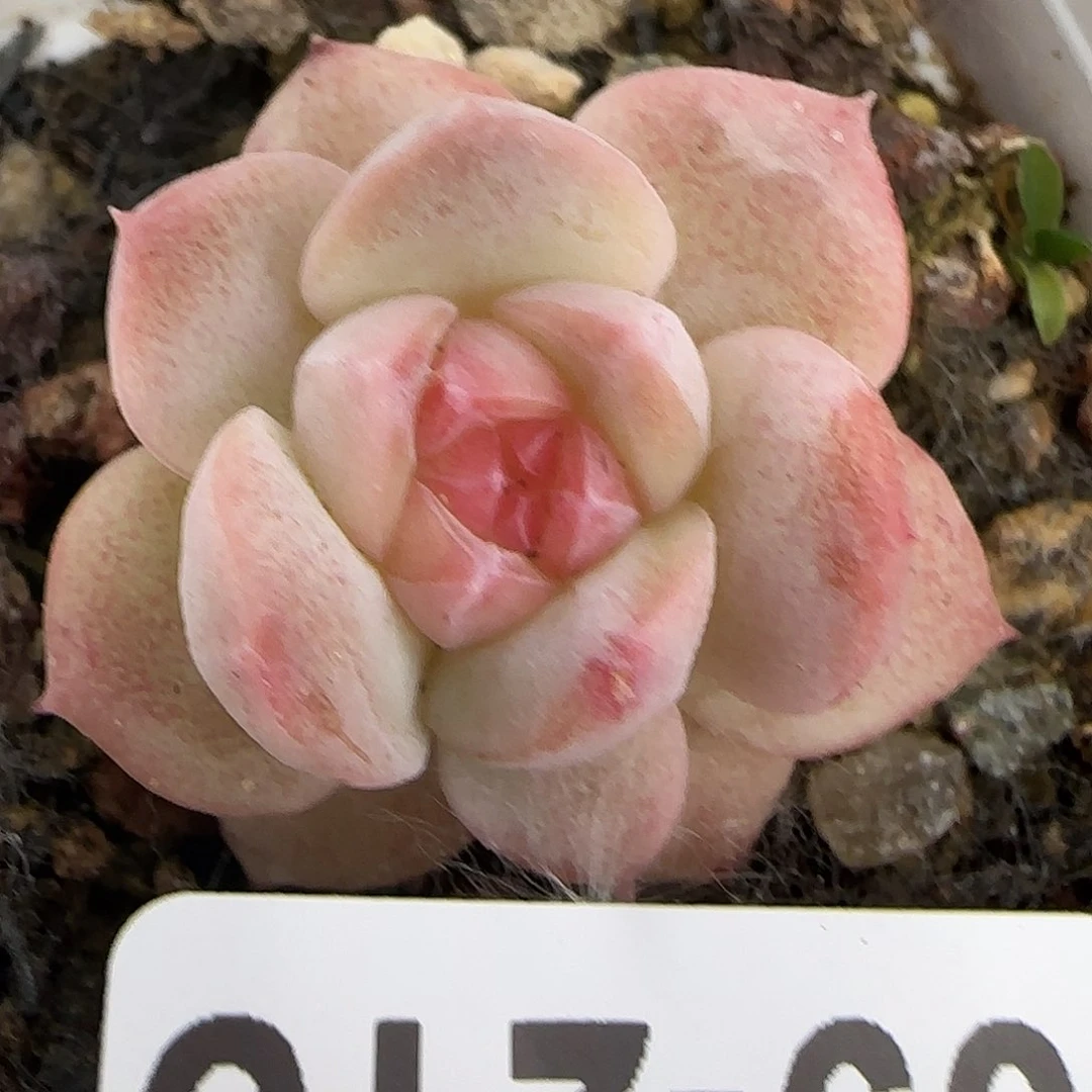 小卡拉米糖心一物一拍9-215