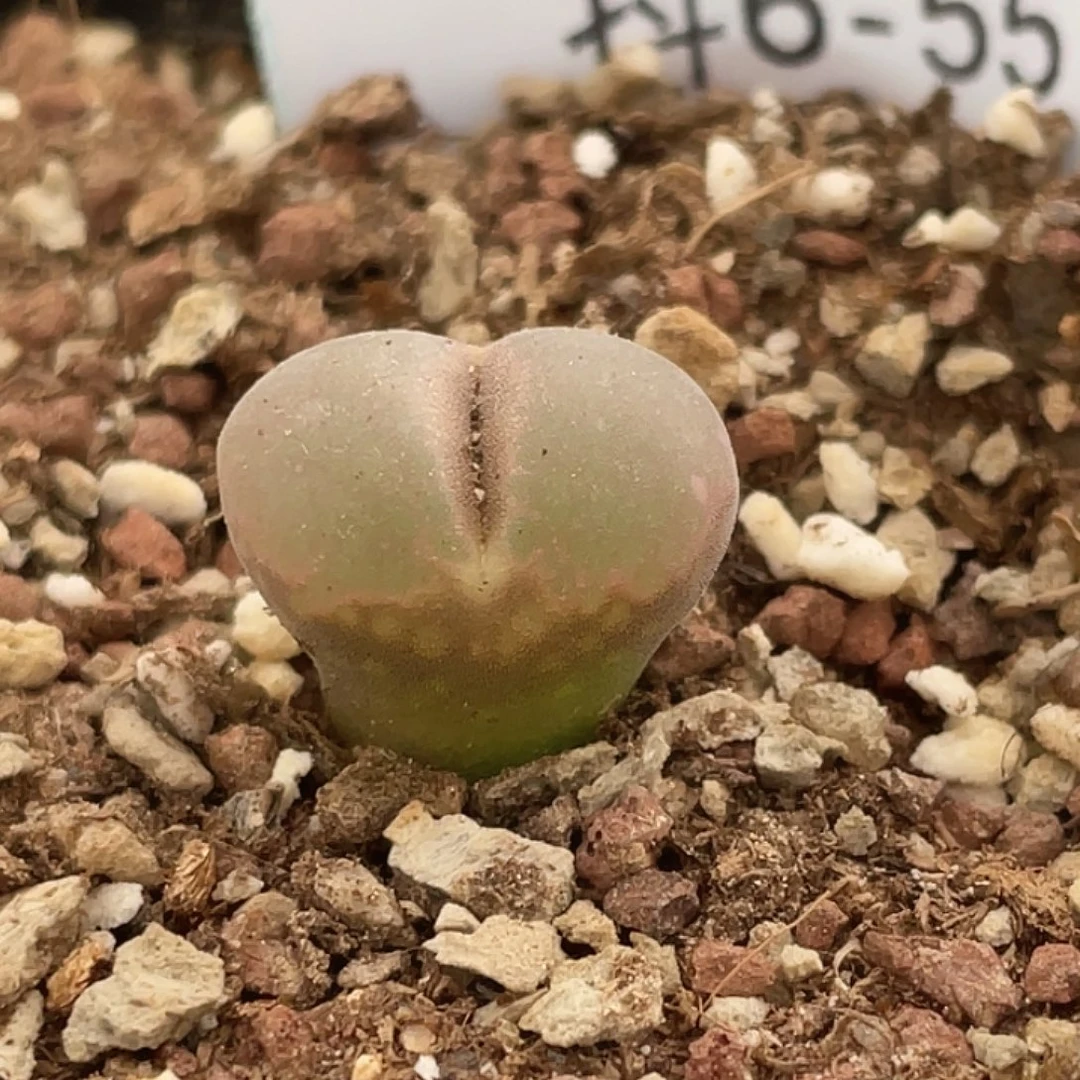 6-55流沙风铃肉锥