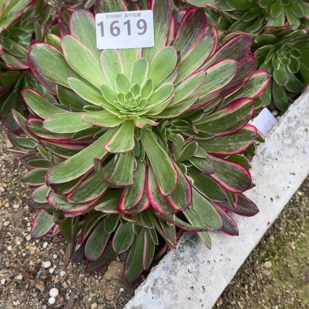 洛*1619孔雀翎多肉植物