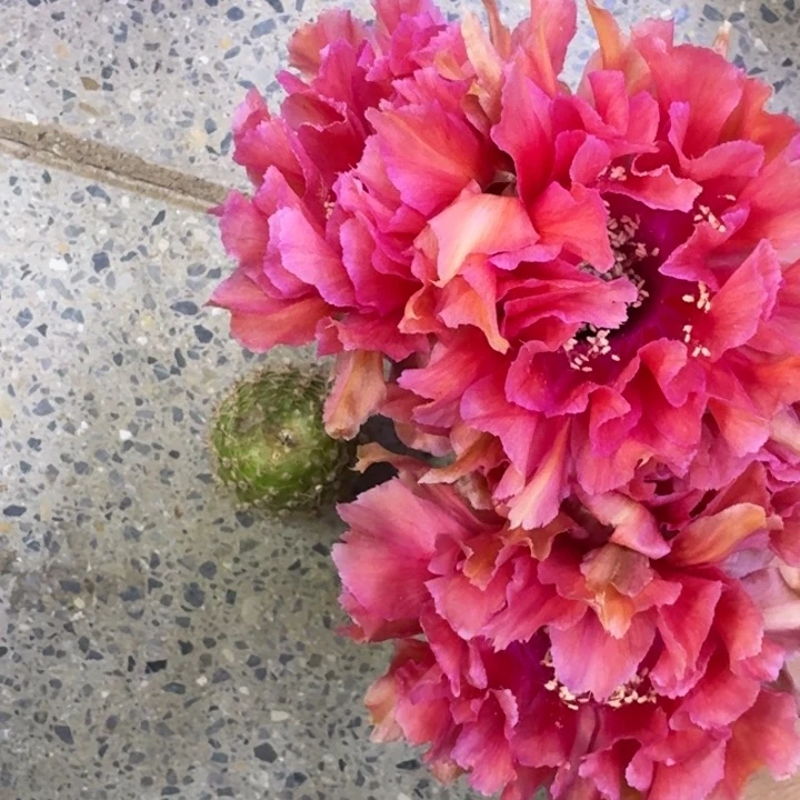 213彩草舞裙歪4公分左右无根侧牙，20包邮