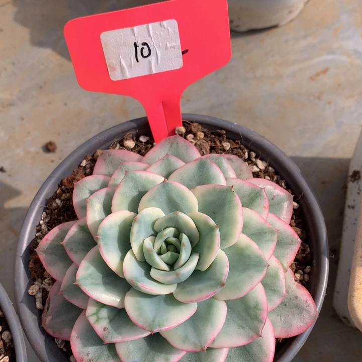 多肉植物727227727273