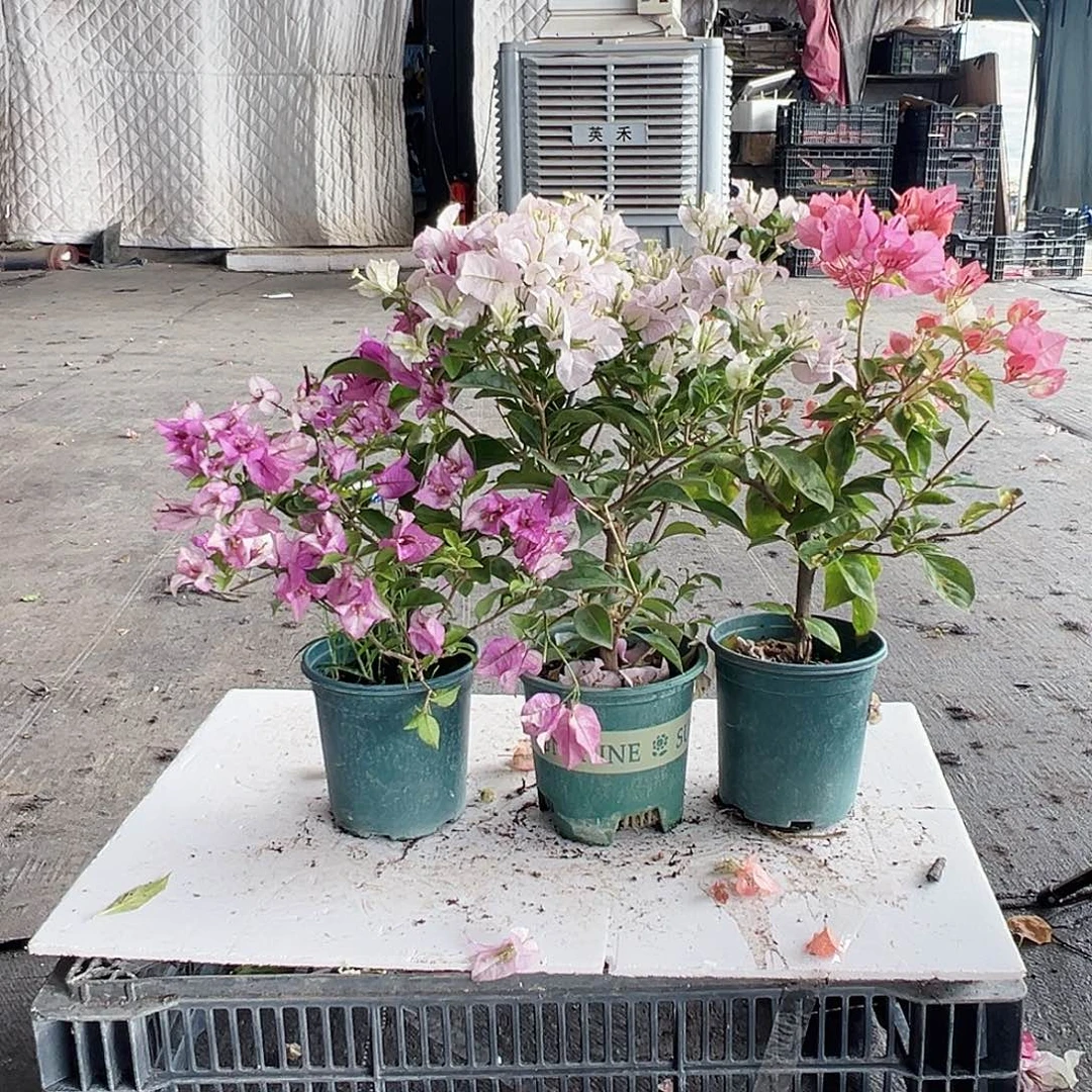 大部分花苞少量开放雪紫，苹果花，金心橙白组合