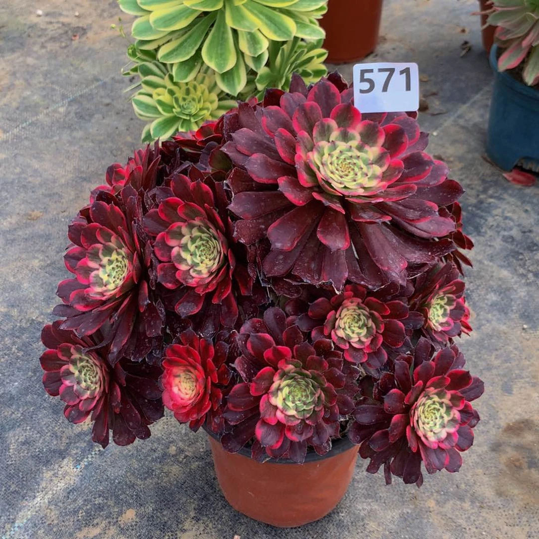 【闪购商品】糖****奶571烟火特价秒