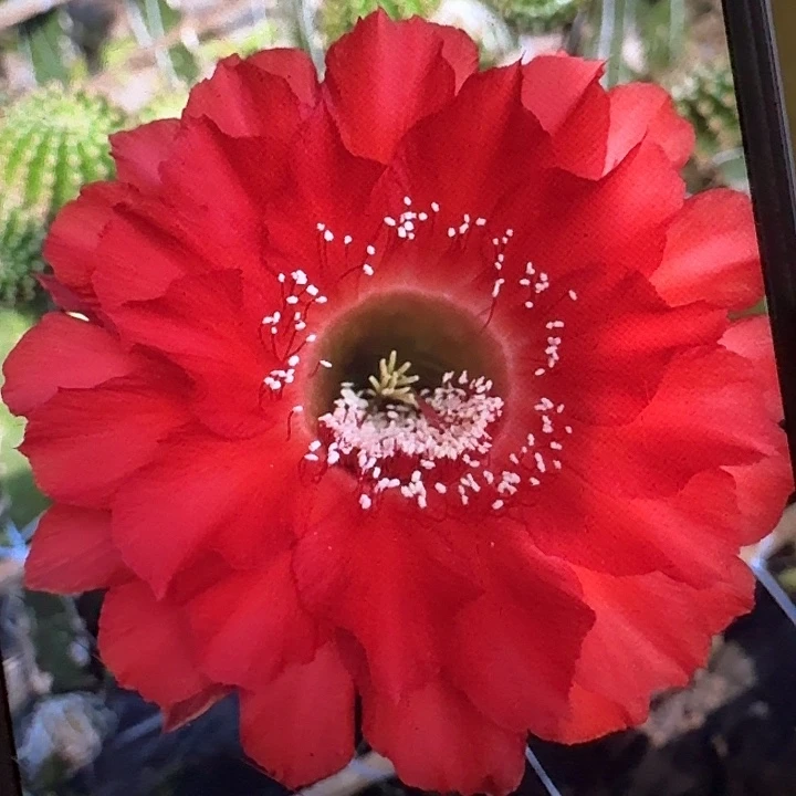 红孩儿侧芽4公分左右彩草