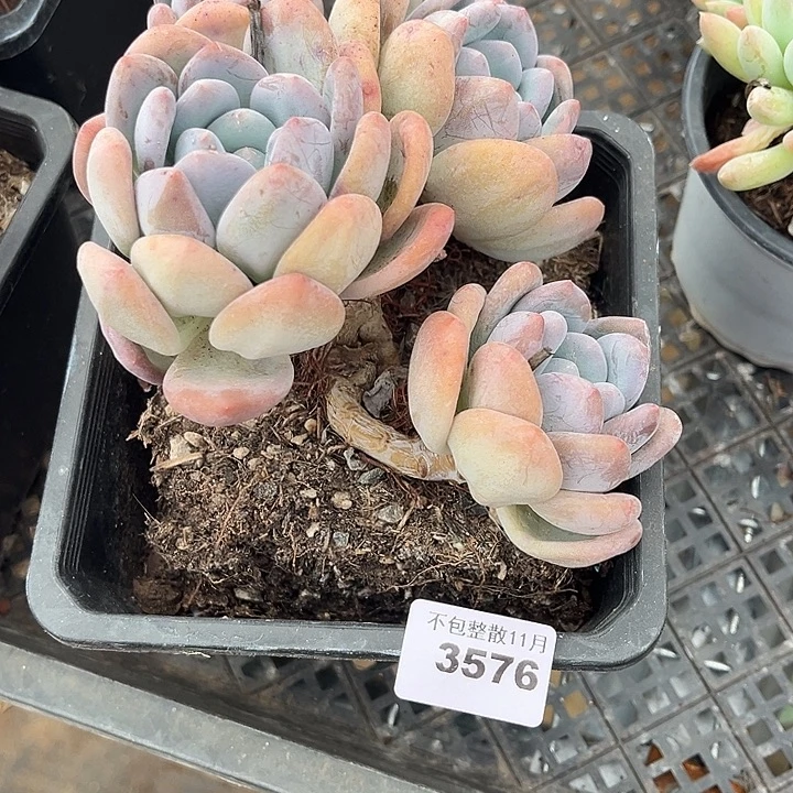 阿雅园艺。        3575香水