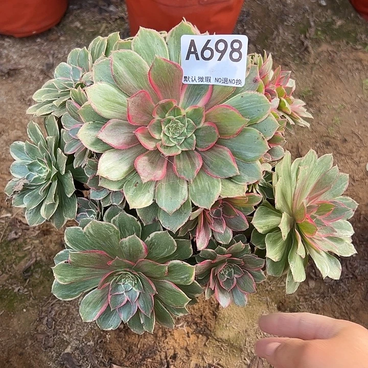 莲花座多肉植物698.