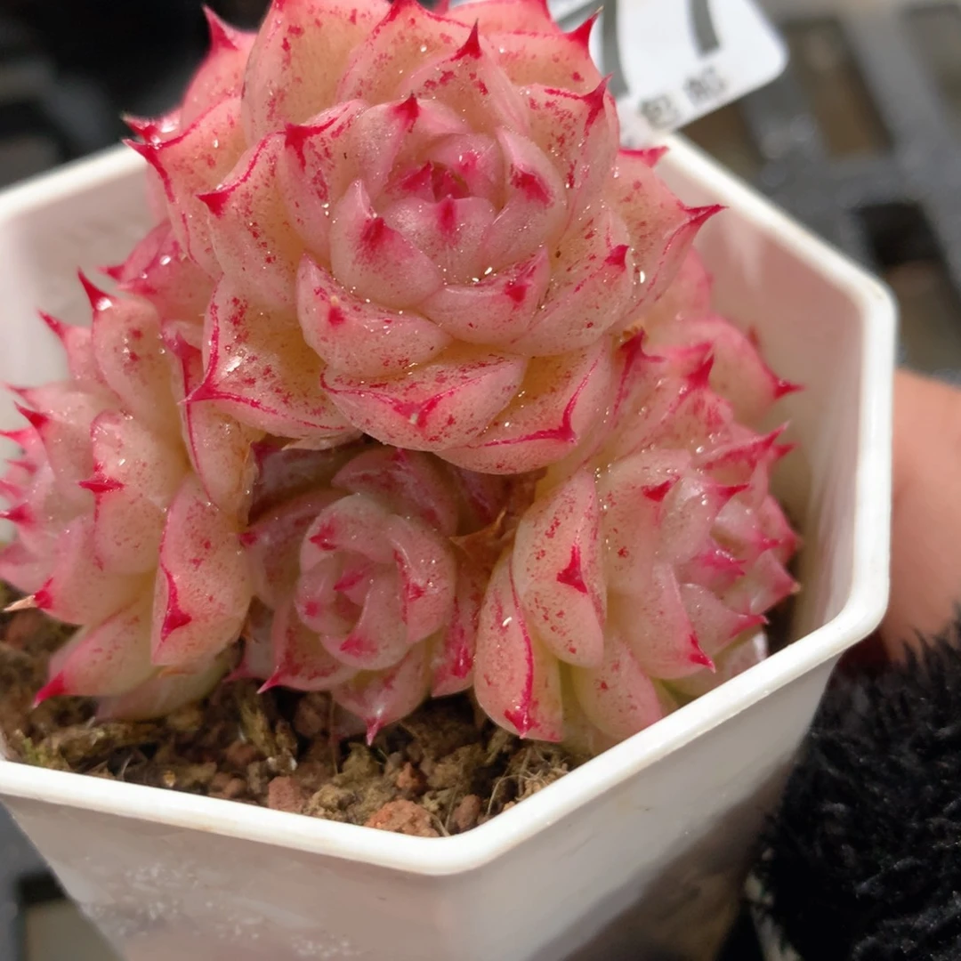 肉萌萌拇指盆精控多肉YT177