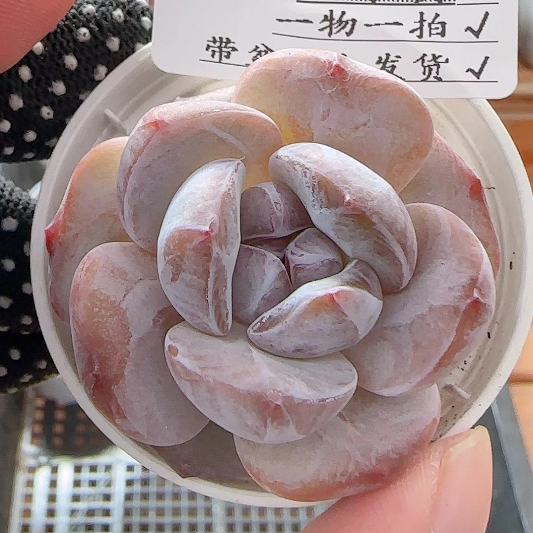 多肉0723-20石榴籽星影