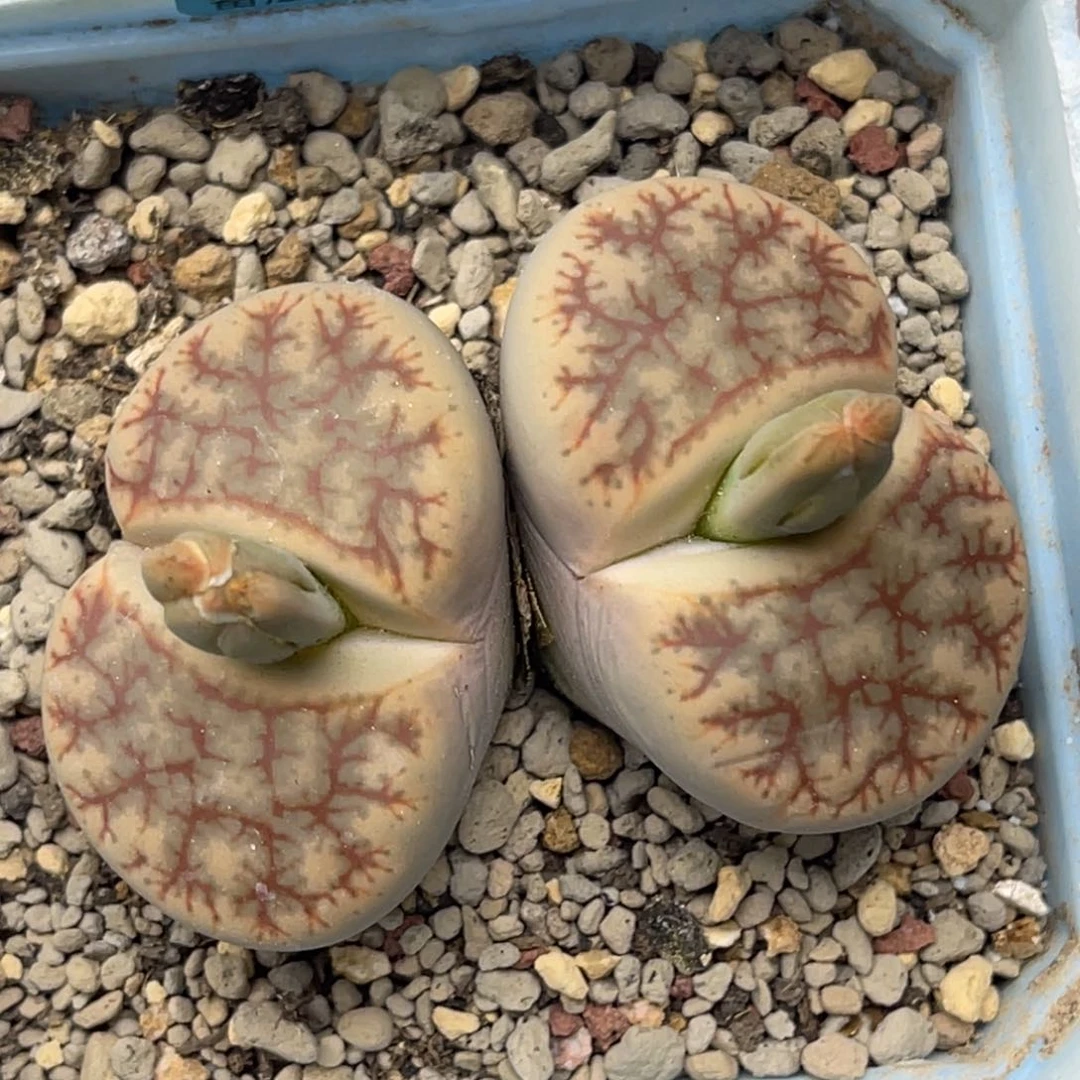 4057双头春雏玉一颗单头尺寸3.5服盆