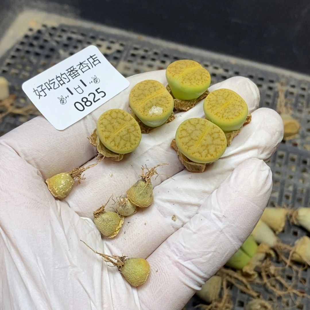 大***瓜0825。零下拍保温。